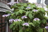Hydrangea aspera 'Macrophylla' , erhältlich von 40-60 bis 125-150 cm;;ab 43,60 Euro