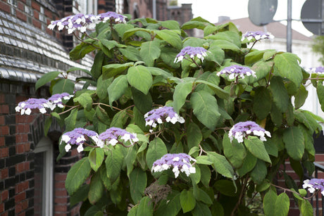 Hydrangea aspera 'Macrophylla' , erhältlich von 40-60 bis 125-150 cm;;ab 43,60 Euro