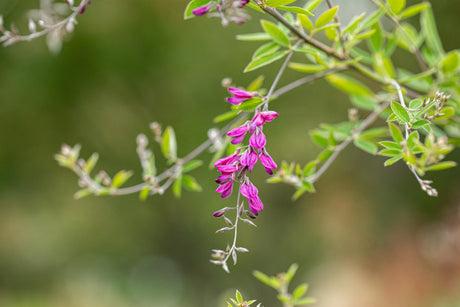 Lespedeza thunbergii mit Blüte, erhältlich von 40-60 bis 60-100 cm; Einsatz: ;;ab 21,50 Euro