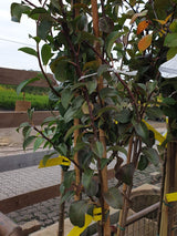 Birne 'Clapps Liebling' früh; vorbereitet für Versand; früchte sehr schmackhaft; Einsatzmöglichkeit z.B. : Zierbaum; erhältlich von 150-200 bis 450-650 cm;;hier kaufen