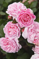 Rosa 'Rosengräfin Marie Henriette' BT mit Blüte; Einsatz: Beetewinterhart;;günstig mit Qualität