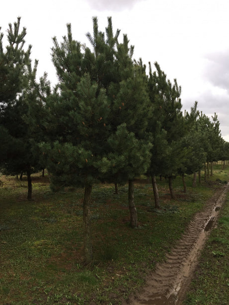 Rotföhre; dekorativ;;Pflanzen vom Profi