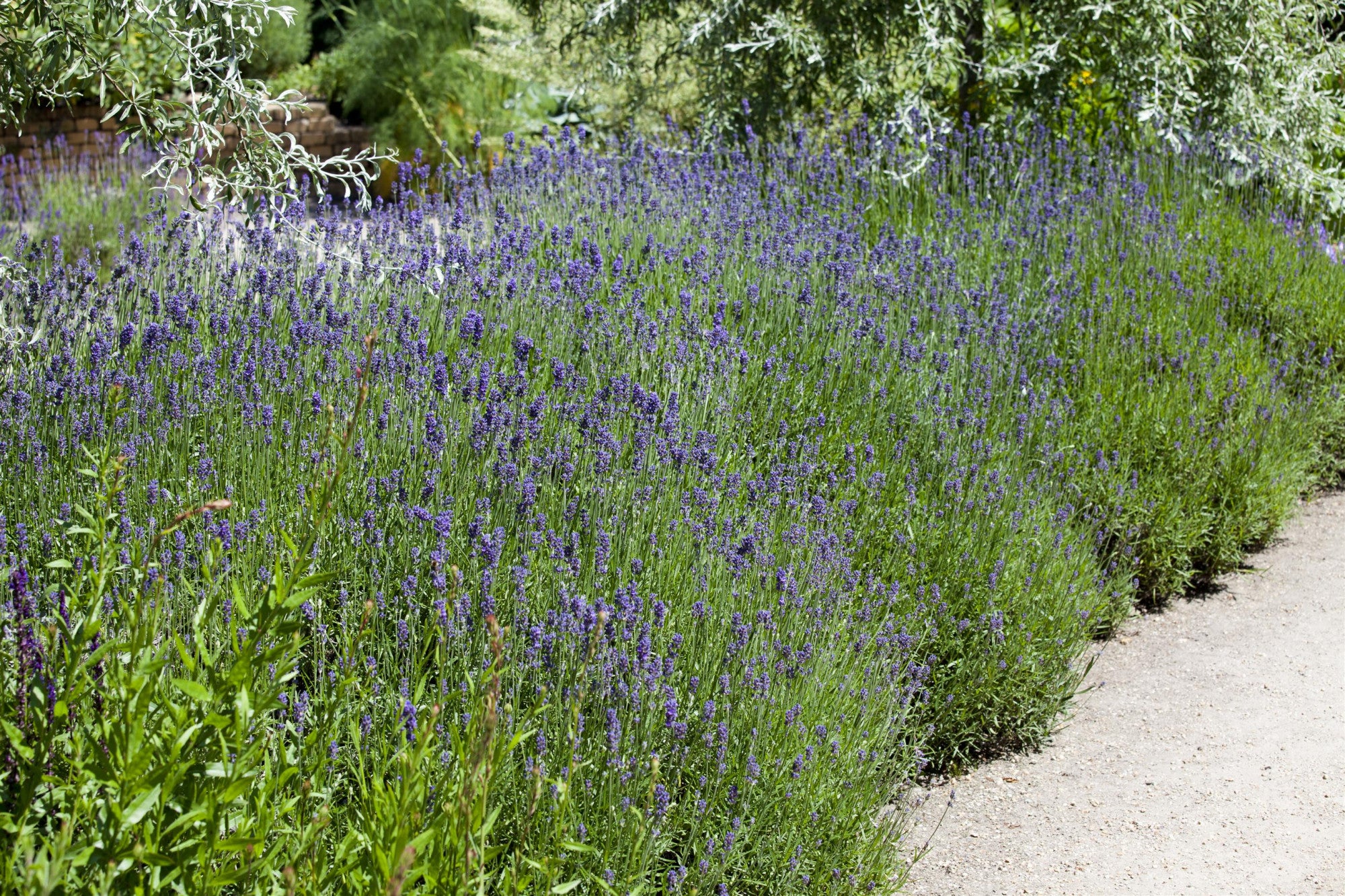 Lavandula angustifolia (Echter Lavendel)