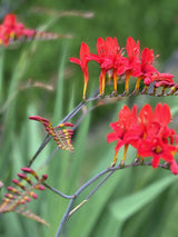 Crocosmia x crocosmiiflora 'Lucifer'; hier mit Blüte; attraktive Blüten; Einsatzmöglichkeit z.B. : Rabatten;;ab 0,00 Euro