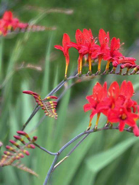Crocosmia x crocosmiiflora 'Lucifer' mit Blüte; Einsatz: , ;;ab 5,60 Euro