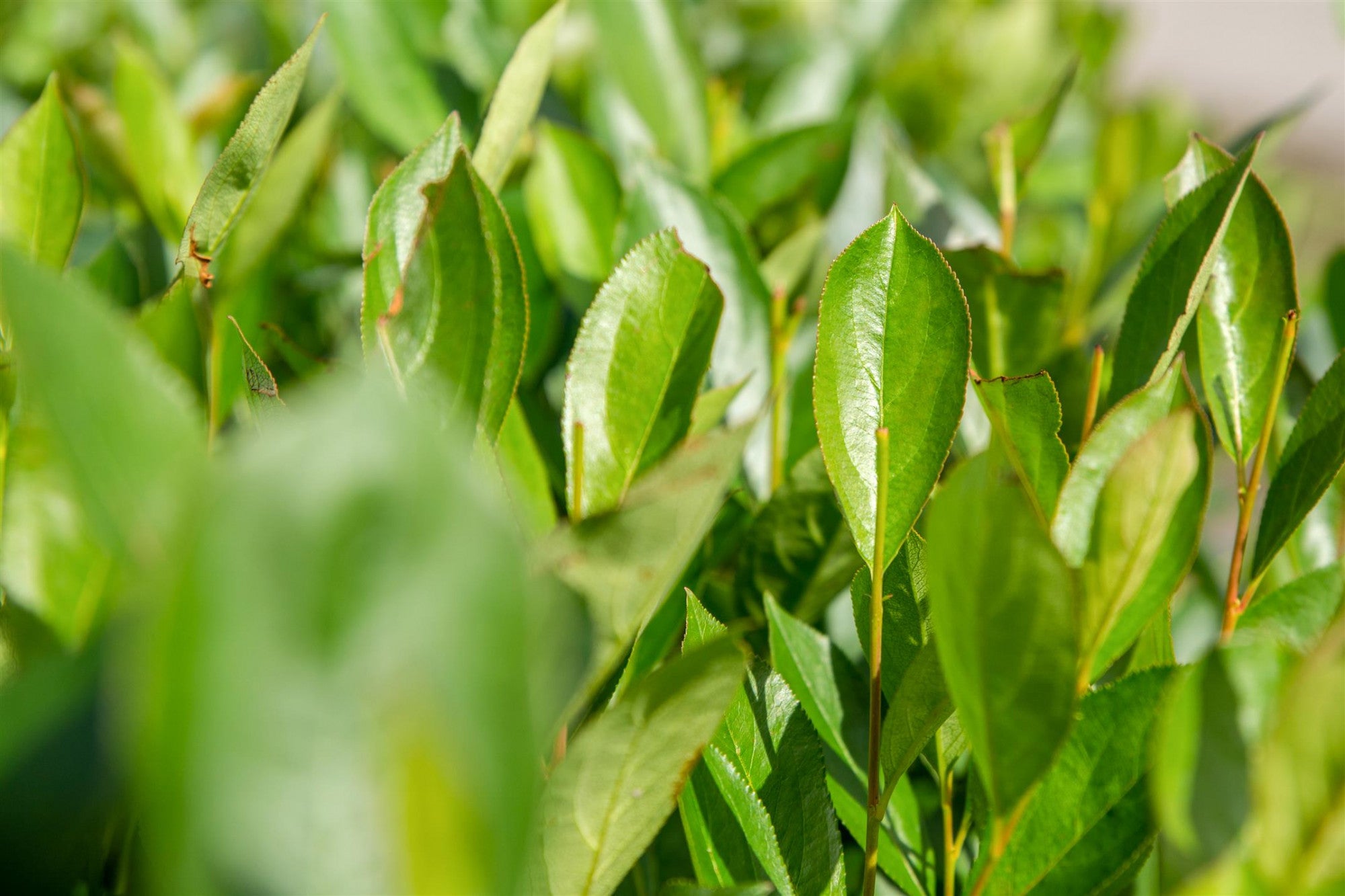 Aronia prunifolia 'Nero' (Apfelbeere 'Nero')