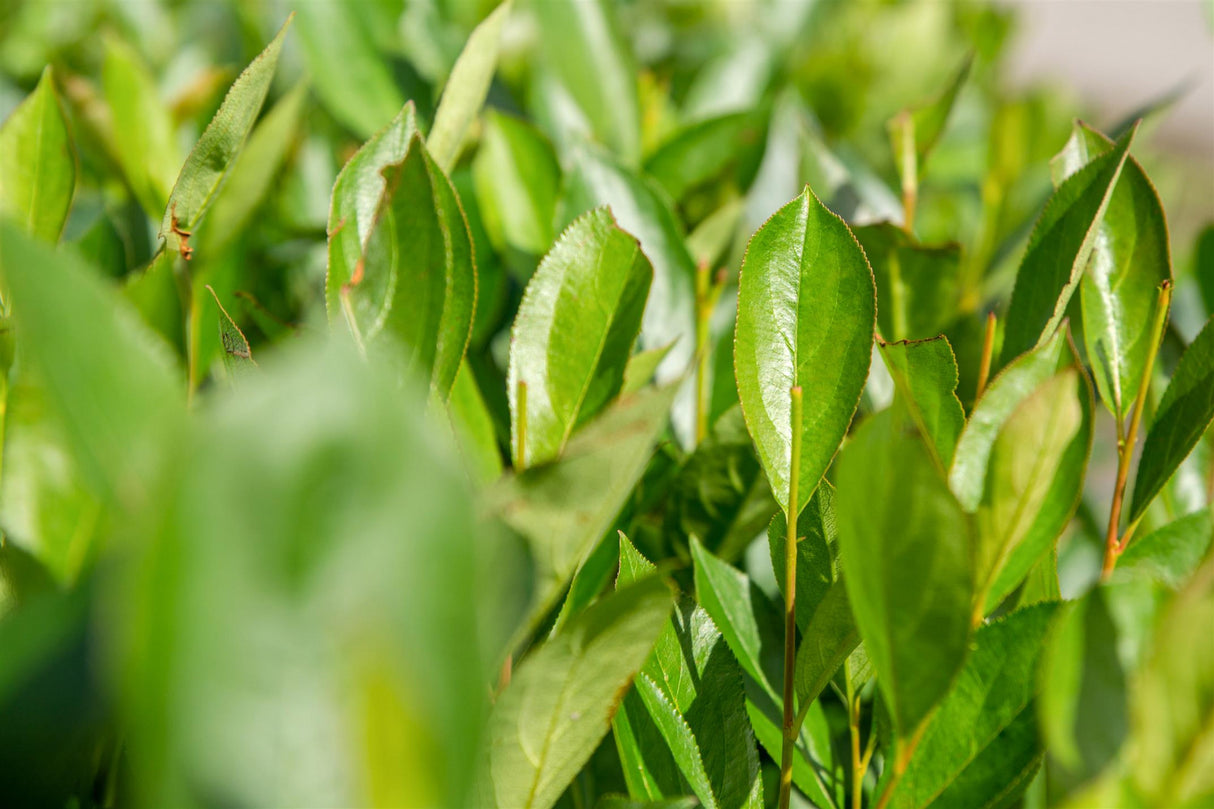 Aronia prunifolia 'Nero' mit Blüte, erhältlich von 40-60 bis 60-100 cm; Einsatz: ;;ab 13,70 Euro