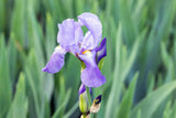 Iris pallida var. dalmatica; hier mit Blüte; duftende Blüten; Einsatzmöglichkeit z.B. : Steingärten;;ab 0,00 Euro