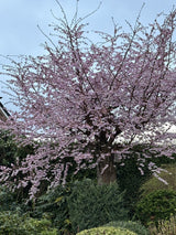 Prunus subhirtella 'Accolade'; hier mit Blüte; früh blühend; Einsatzmöglichkeit z.B. : Zierkirsche; verfügbar in 20 Größen und Varianten;;ab 20,70 Euro