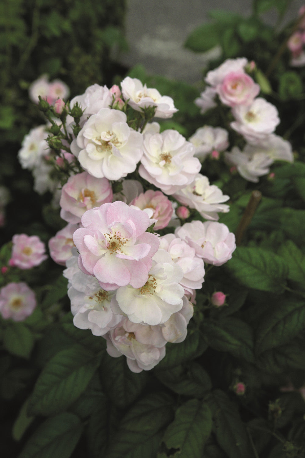 Rosa 'Perennial Blush' KL mit Blüte; Einsatz: ;;ab 10,90 Euro