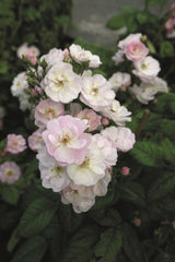 Rosa 'Perennial Blush' KL; hier mit Blüte; winterhart; Einsatzmöglichkeit z.B. : Kletterrose; verfügbar in 2 Größen und Varianten;;ab 15,00 Euro