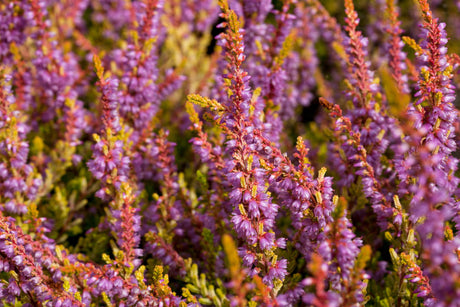 Calluna vulgaris 'Boskoop' , erhältlich von 10-15 bis 10-15 cm;;ab 2,31 Euro