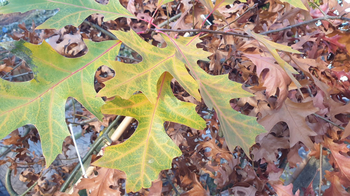 Roteiche; hier mit Herbstlaub; hitzebeständig; Einsatzmöglichkeit z.B. : Straßenbaum;;mit zeitnaher Lieferung