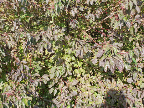 Cornus sanguinea VkG 4; hier mit Herbstlaub; sehr anpassungsfähig; Einsatzmöglichkeit z.B. : anspruchslose Pflanze;;ab 3,55 Euro