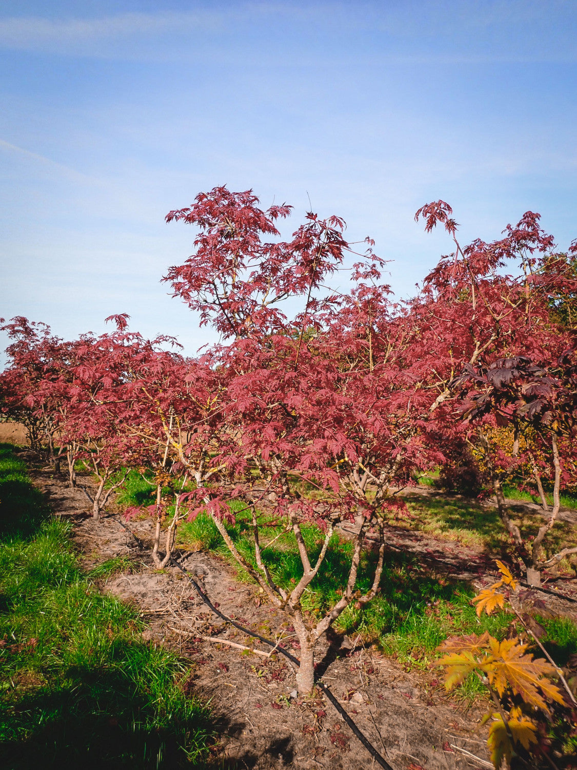 Acer japonicum 'Aconitifolium'; hier mit Herbstlaub; kompakte Form; Einsatzmöglichkeit z.B. : vogelnährgehölz;;ab 83,20 Euro
