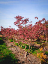 Acer japonicum 'Aconitifolium'; hier mit Herbstlaub; kompakte Form; Einsatzmöglichkeit z.B. : vogelnährgehölz;;ab 83,20 Euro