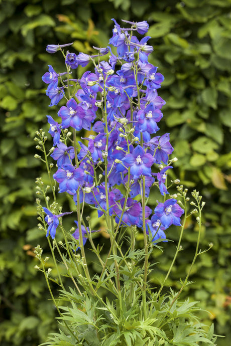 Delphinium x bellad. 'Atlantis' mit Blüte; Einsatz: , ;;ab 8,12 Euro