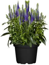 Veronica spicata 'Ulster Dwarf Blue'; hier im Topf; kompakter Wuchs; Einsatzmöglichkeit z.B. : Steingärten;;ab 0,00 Euro