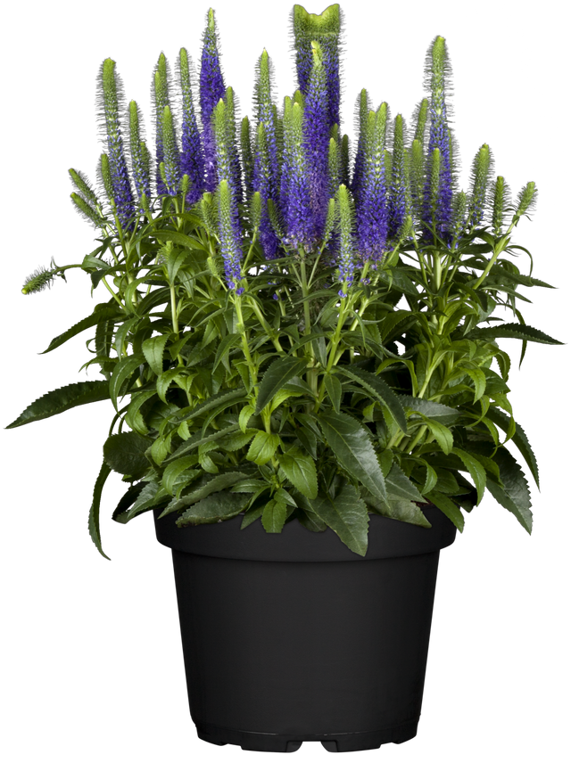 Veronica spicata 'Ulster Dwarf Blue' im Topf; Einsatz: ;;ab 6,25 Euro