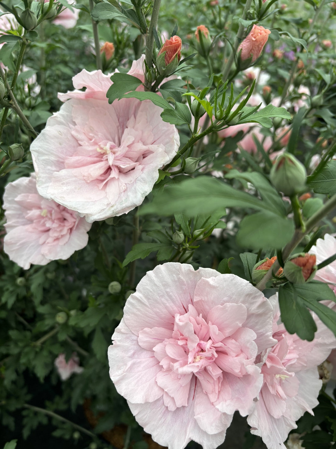 Hibiscus syriacus 'Pink Chiffon' mit Blüte, erhältlich von 100-125 bis 200-250 cm; Einsatz: ;;ab 113,00 Euro
