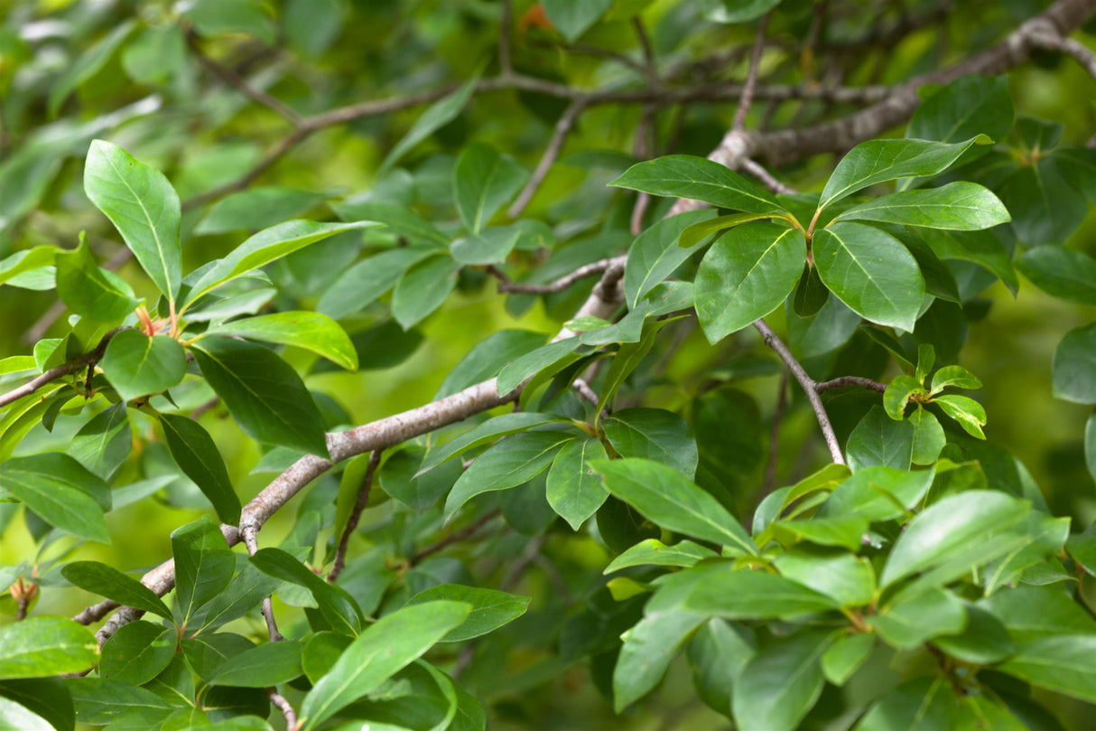 Nyssa sylvatica mit Blüte, erhältlich von 60-80 bis 175-200 cm; Einsatz: ;;ab 49,60 Euro