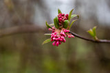 Viburnum bodnantense 'Dawn'; hier mit Blüte; ziergehölz; Einsatzmöglichkeit z.B. : Solitärgehölz; verfügbar in 11 Größen und Varianten;;ab 34,20 Euro
