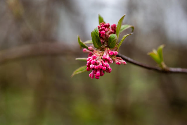 Viburnum bodnantense 'Dawn' mit Blüte, erhältlich von 40-60 bis 175-200 cm; Einsatz: ;;ab 25,30 Euro