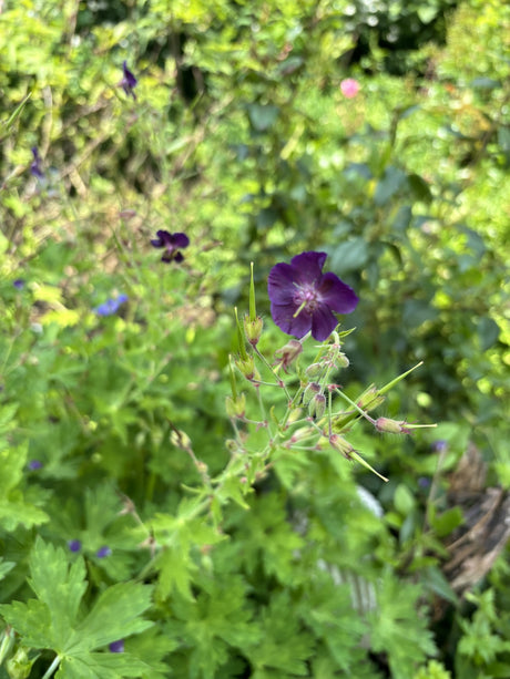 Geranium phaeum mit Blüte; Einsatz: ;;ab 4,85 Euro