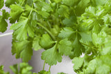 Petroselinum crispum 'Gigante de Italia'; hier mit Belaubung; lange Erntezeit; Einsatzmöglichkeit z.B. : Kübel;;ab 0,00 Euro