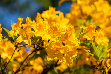 Rhododendron lut. 'Golden Sunset' mit Blüte, erhältlich von 40-50 bis 70-80 cm; Einsatz: ;;ab 39,40 Euro