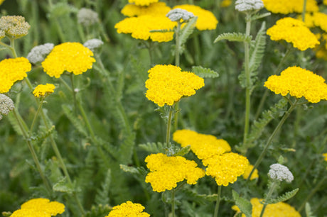 Achillea clypeolata 'Moonshine' mit Blüte ;;ab 4,80 Euro