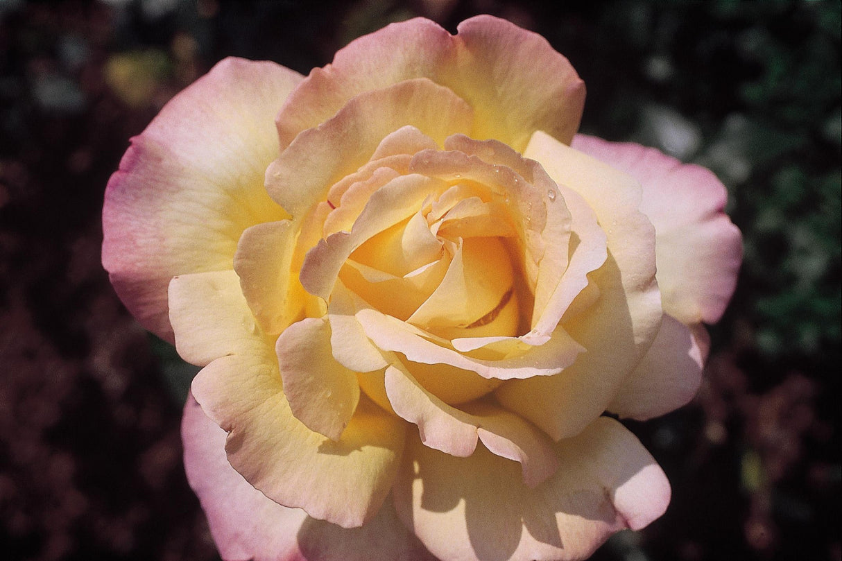 Rosa 'Gloria Dei/Peace' TH mit Blüte; Einsatz: ;;ab 6,50 Euro