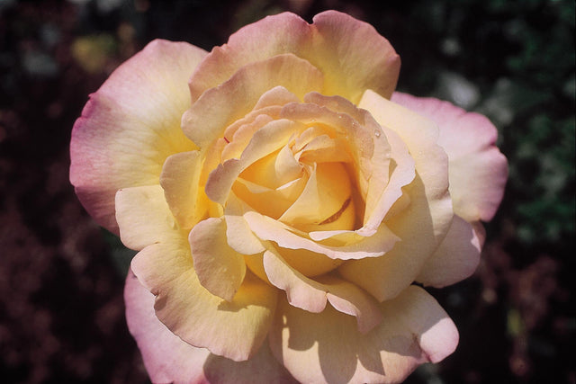 Rosa 'Gloria Dei/Peace' TH mit Blüte; Einsatz: ;;ab 6,50 Euro