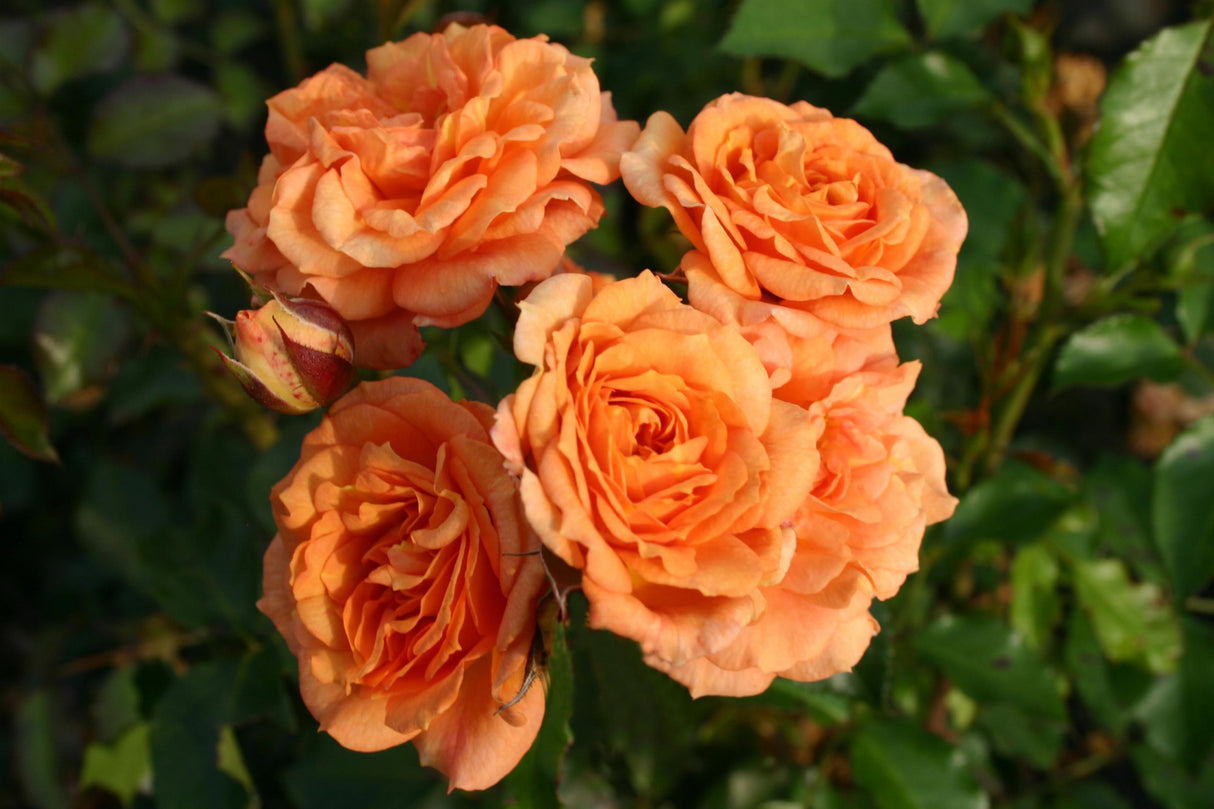 Rosa 'Bentheimer Gold' BT mit Blüte; Einsatz: ;;ab 9,50 Euro