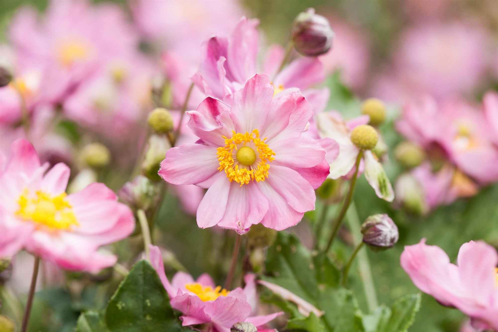 Anemone japonica 'Königin Charlotte' (Garten-Herbst-Anemone)