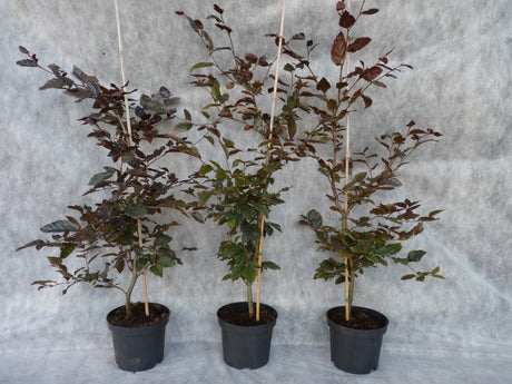 Fagus sylvatica purpurea; hier im Topf; gute Schnittverträglichkeit; Einsatzmöglichkeit z.B. : Bienenweide;;ab 8,55 Euro