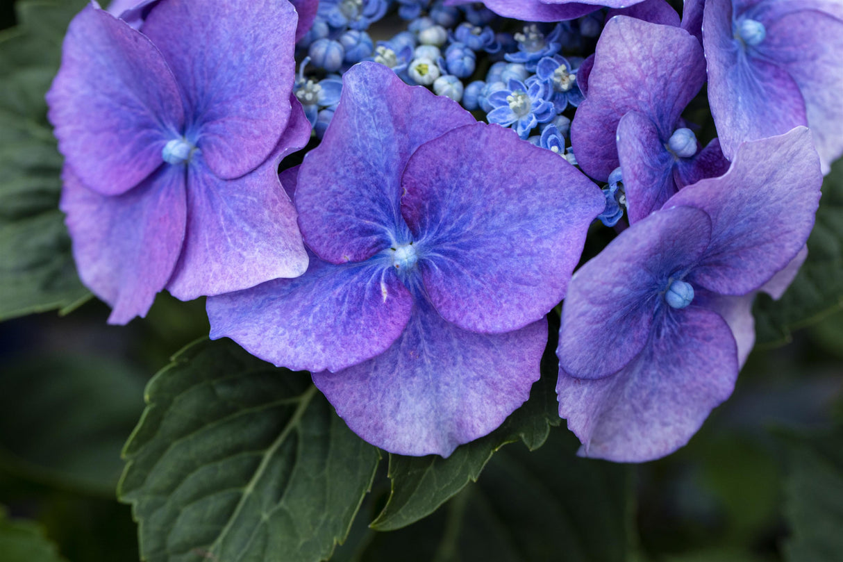 Hydrangea macrophylla 'Blaumeise' mit Blüte, erhältlich von 40-60 bis 80-100 cm; Einsatz: ;;ab 58,00 Euro