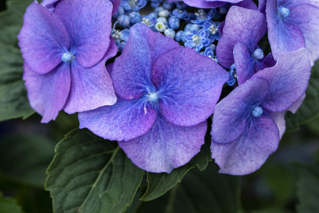 Hydrangea macrophylla 'Blaumeise' mit Blüte, erhältlich von 40-60 bis 80-100 cm; Einsatz: ;;ab 58,00 Euro