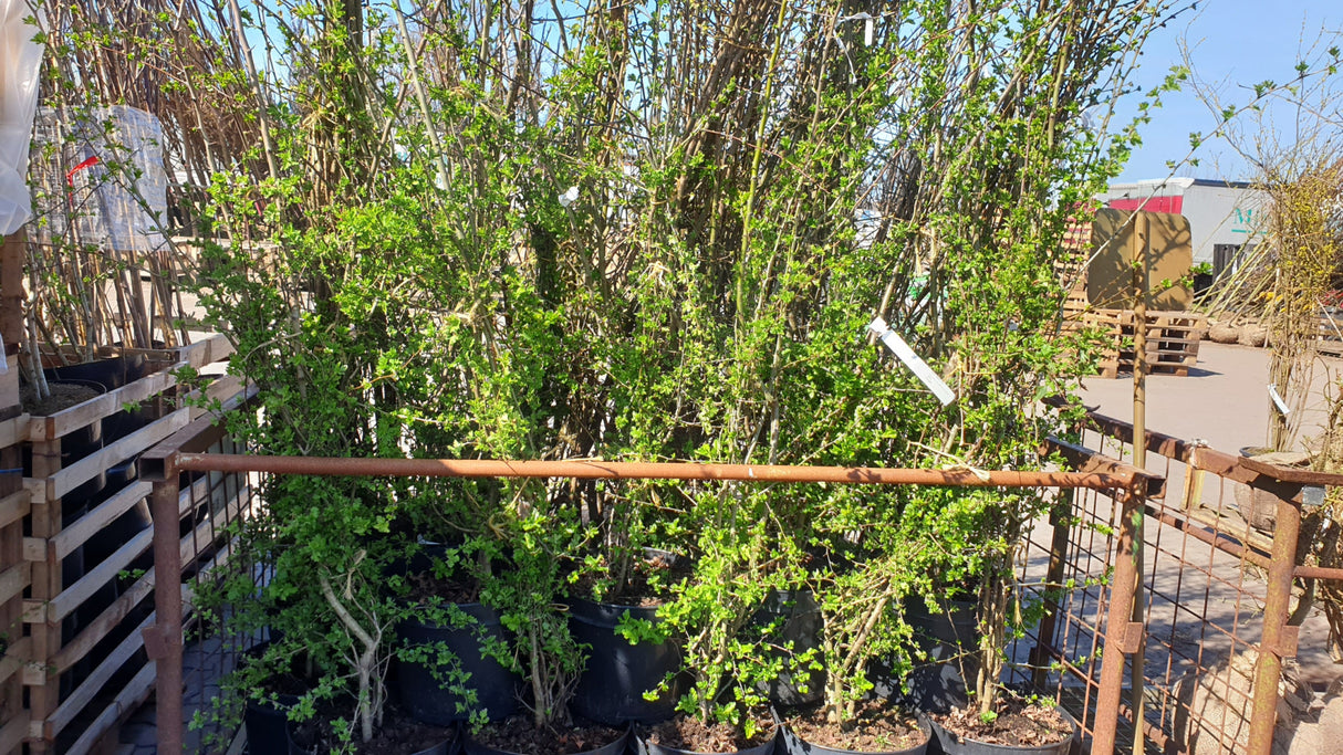 Crataegus monogyna VkG 1; hier im Topf; winterhart; Einsatzmöglichkeit z.B. : Zierstrauch;;Pflanzen vom Profi