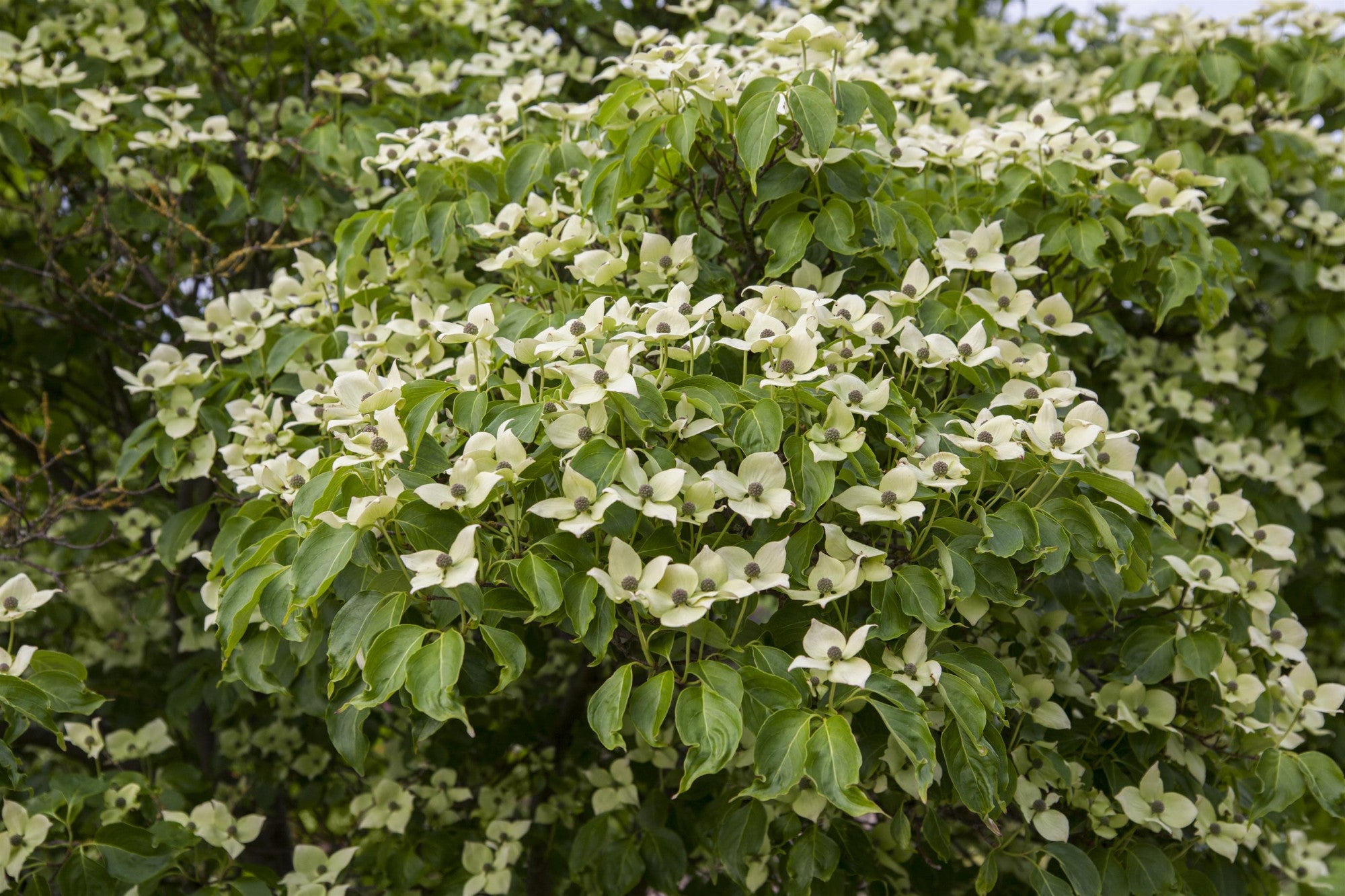 Cornus kousa chinensis 'China Girl' (Jap. Blumen Hartriegel 'China Girl')