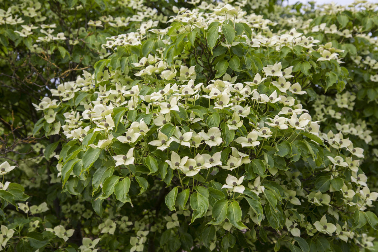 Cornus kousa chinensis 'China Girl' , erhältlich von 40-60 bis 200-250 cm;;ab 47,20 Euro