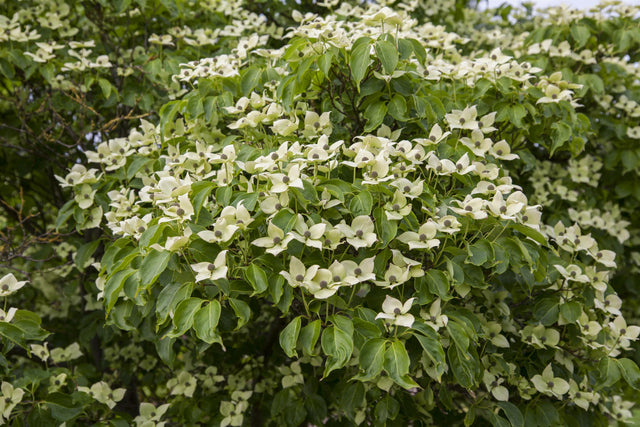 Cornus kousa chinensis 'China Girl' , erhältlich von 40-60 bis 200-250 cm;;ab 47,20 Euro