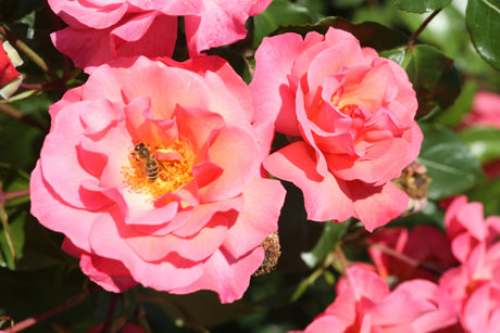 Rosa 'Rosenresli' STR mit Blüte; Einsatz: ;;ab 8,10 Euro