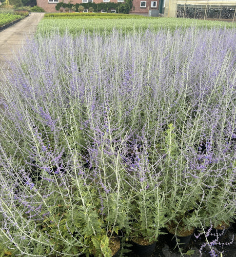 Blauraute, Silberbusch mit Blüte; Einsatz: Bienenweidearomatisch duftend mit blauen Blüten;;hier kaufen