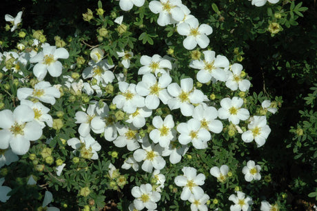 Potentilla 'Abbotswood' mit Blüte, erhältlich von 20-30 bis 40-60 cm; Einsatz: ;;ab 4,10 Euro