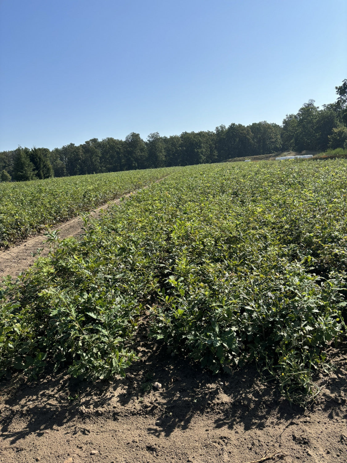 Quercus robur VkG 1 als Pflanze im Beet; Einsatz: ;;ab 2,01 Euro
