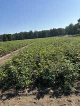 Quercus robur VkG 2 als Pflanze im Beet; Einsatz: , ;;ab 1,75 Euro