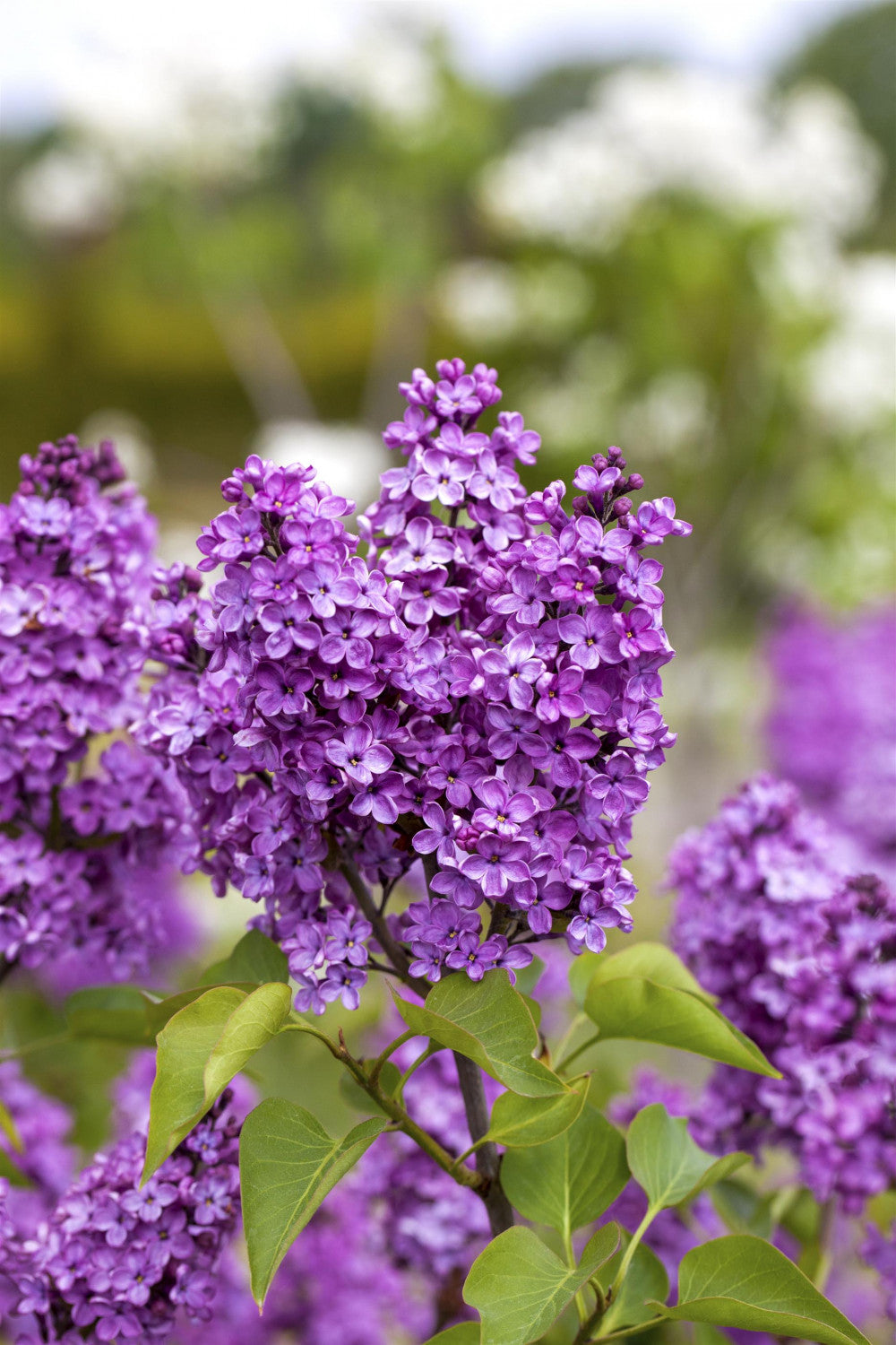 Syringa vulg. 'Katharine Havemeyer' mit Blüte, erhältlich von 40-60 bis 150-175 cm; Einsatz: ;;ab 7,20 Euro