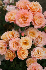 Rosa 'Cubana' BDR; hier mit Blüte; winterhart; Einsatzmöglichkeit z.B. : Kübel; verfügbar in 2 Größen und Varianten;;ab 11,10 Euro