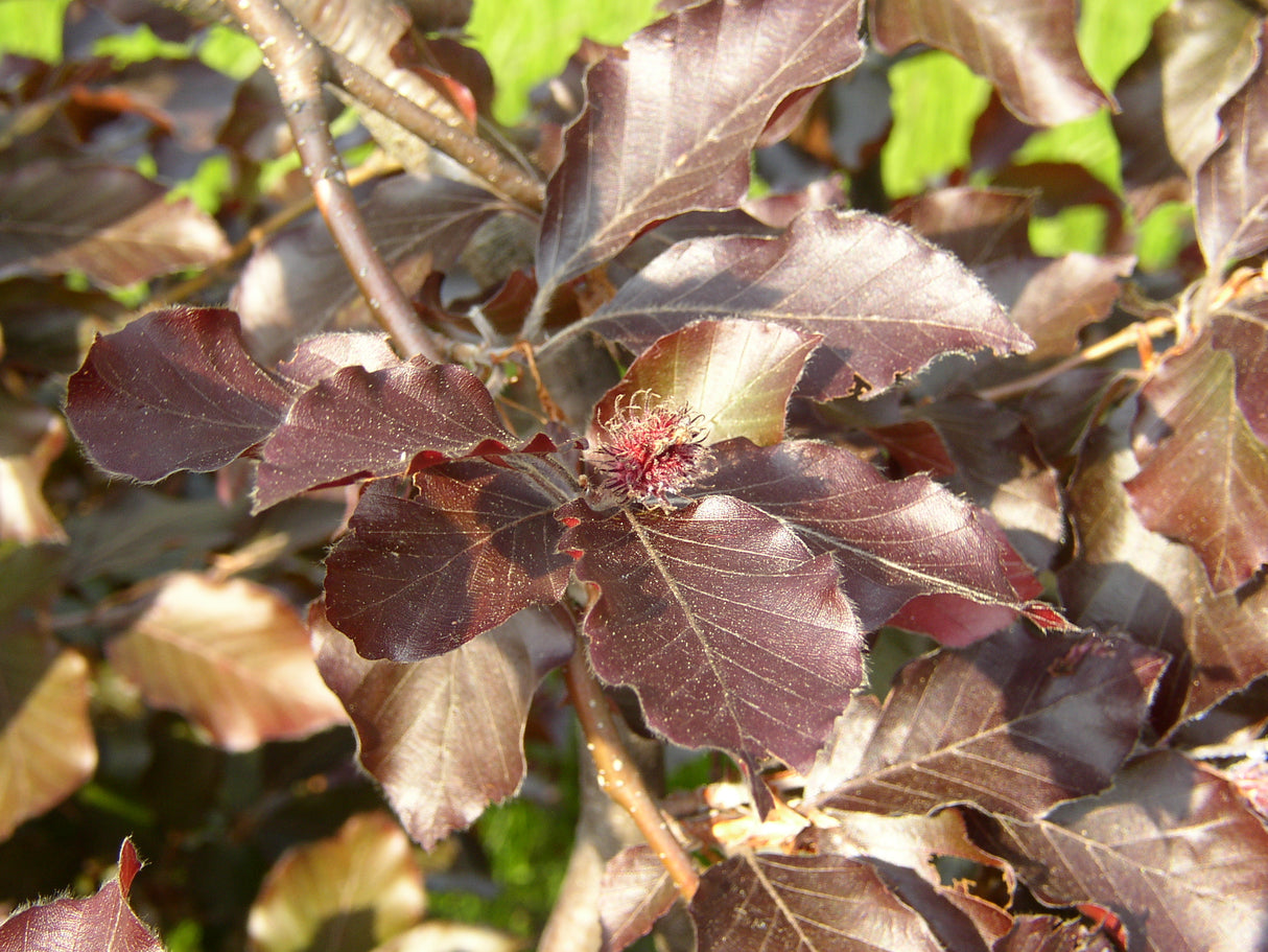 Fagus sylvatica 'Purpurea Pendula' mit Belaubung, erhältlich von 270-330 bis 450-650 cm; Einsatz: ;;ab 311,00 Euro